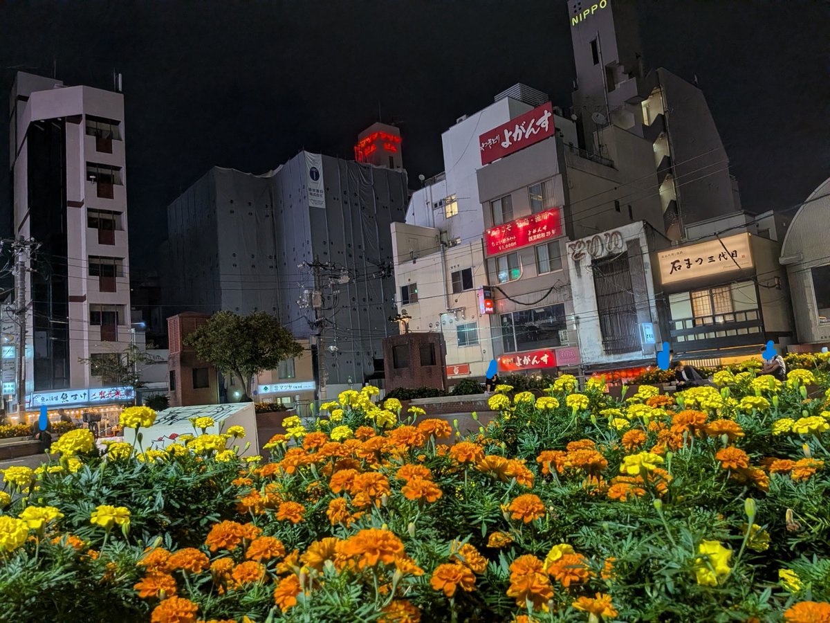 oA0JxCjarYHMJ2Q's tweet photo. #新天地公園　＃地域猫　
20日　夜の新天地公園　地域猫のちびちゃん元気です。 https://t.co/PR2vETiUBU
