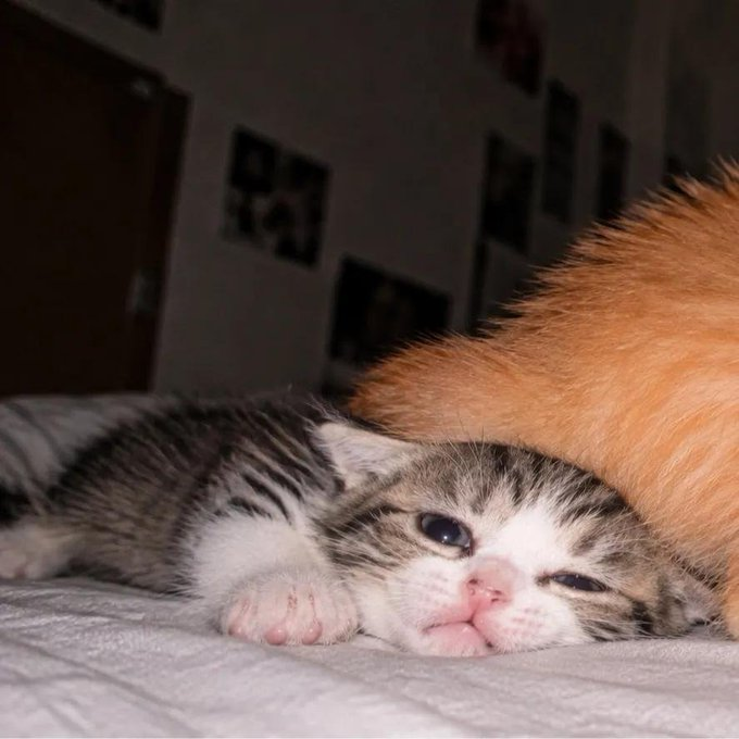 cutestscats's tweet photo. https://t.co/wfd9Rj3CW4