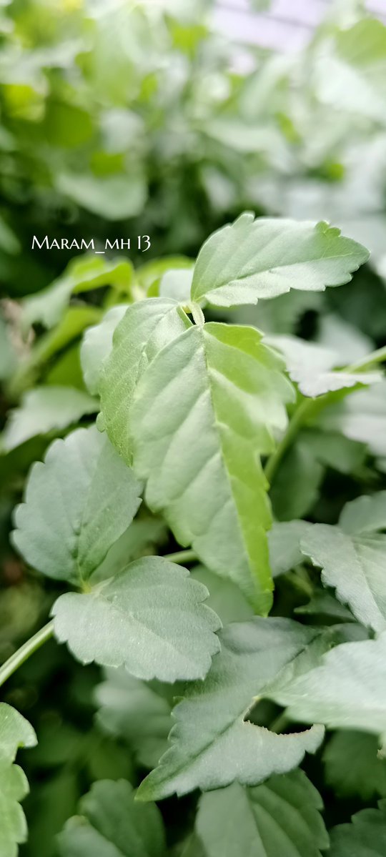 MaramHamouda13's tweet photo. 🌿 ..
📸 Maram_mh13
#photography #nature #tripoli #Libya #tree https://t.co/47cuyqs0fc