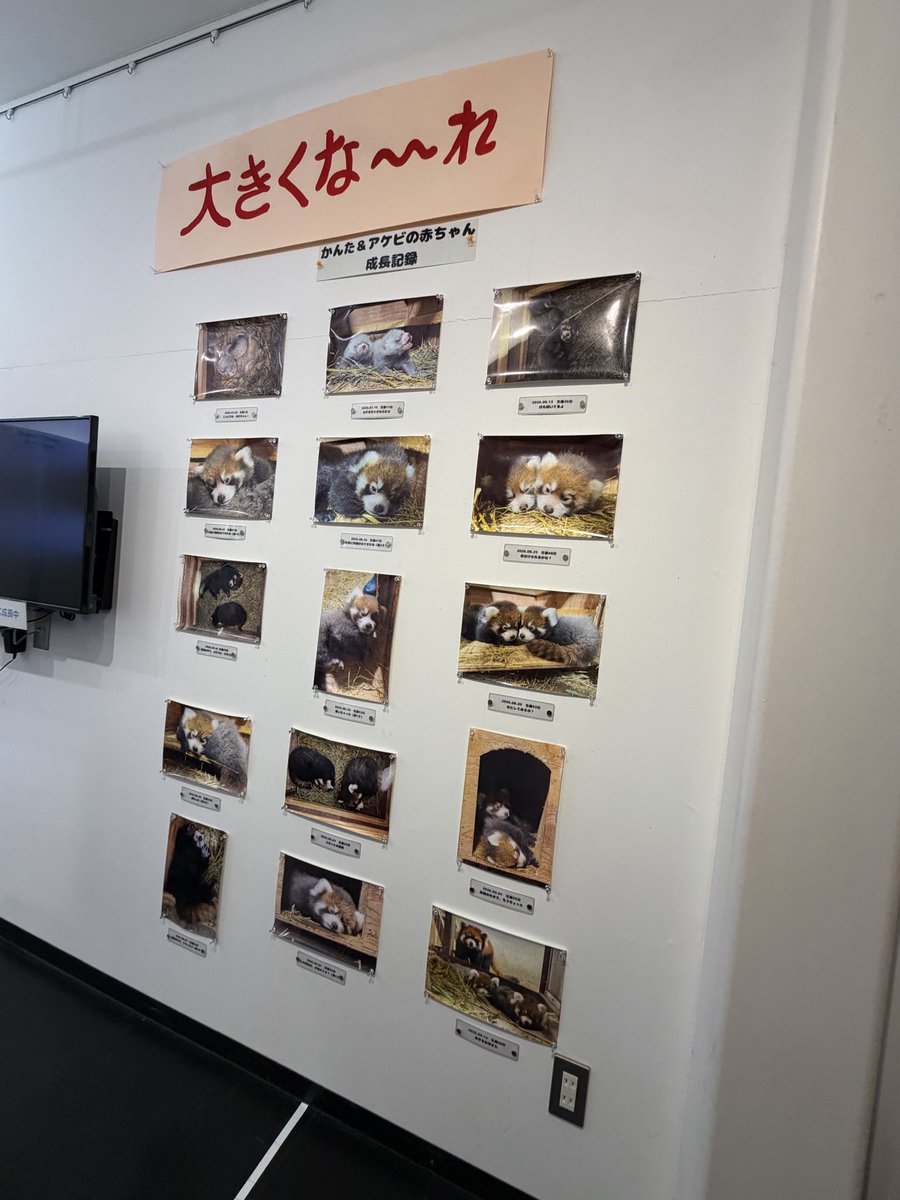ace_and_ann's tweet photo. 展示も可愛かった♡
#鯖江市西山動物園 #レッサーパンダ https://t.co/AjWDrsoJQU