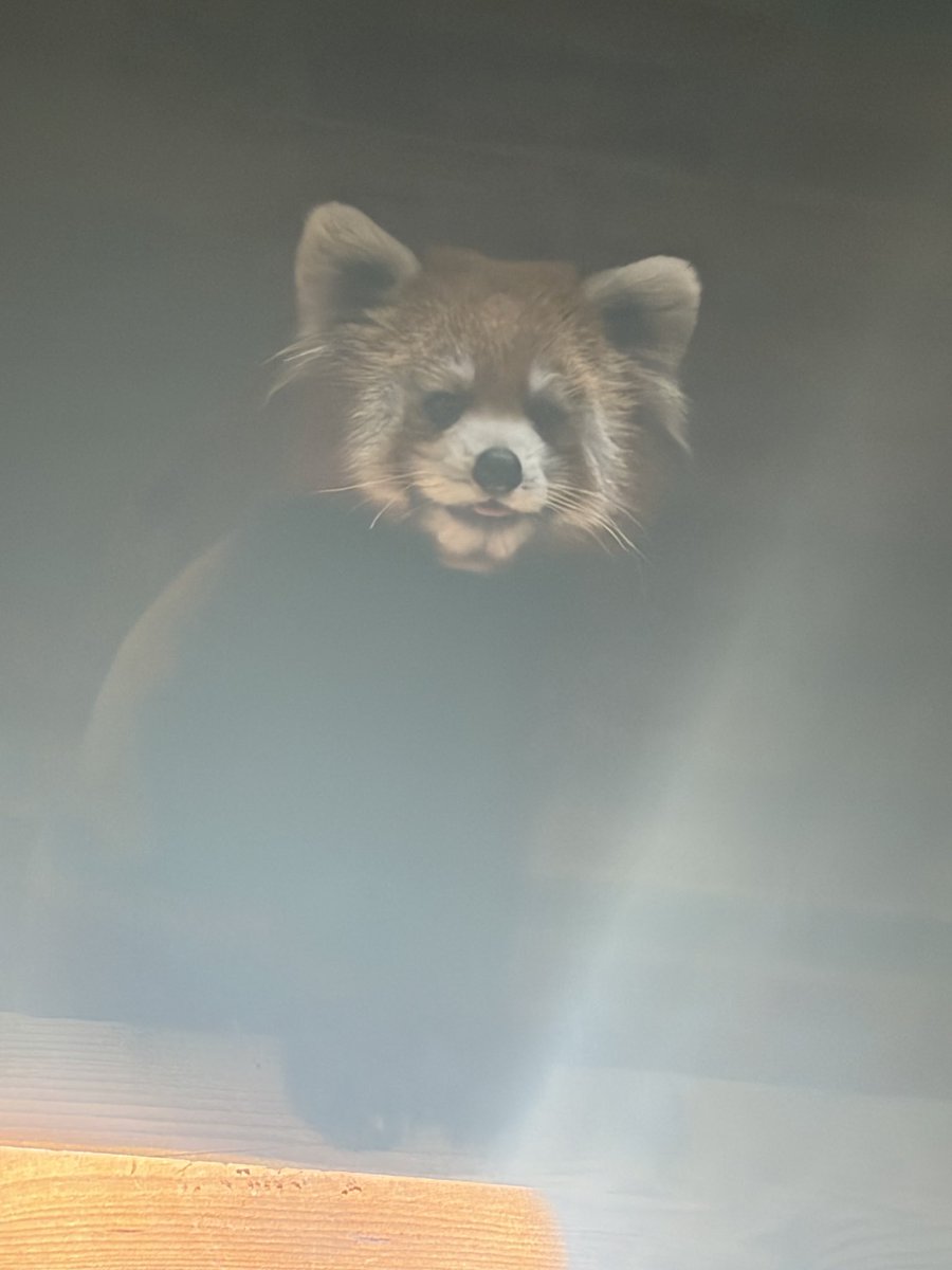 ace_and_ann's tweet photo. 写真へたっぴシリーズ
ホラーなミロ
#茶臼山動物園 #レッサーパンダ #ミロ #ハロウィン https://t.co/iHBRqiGDP2