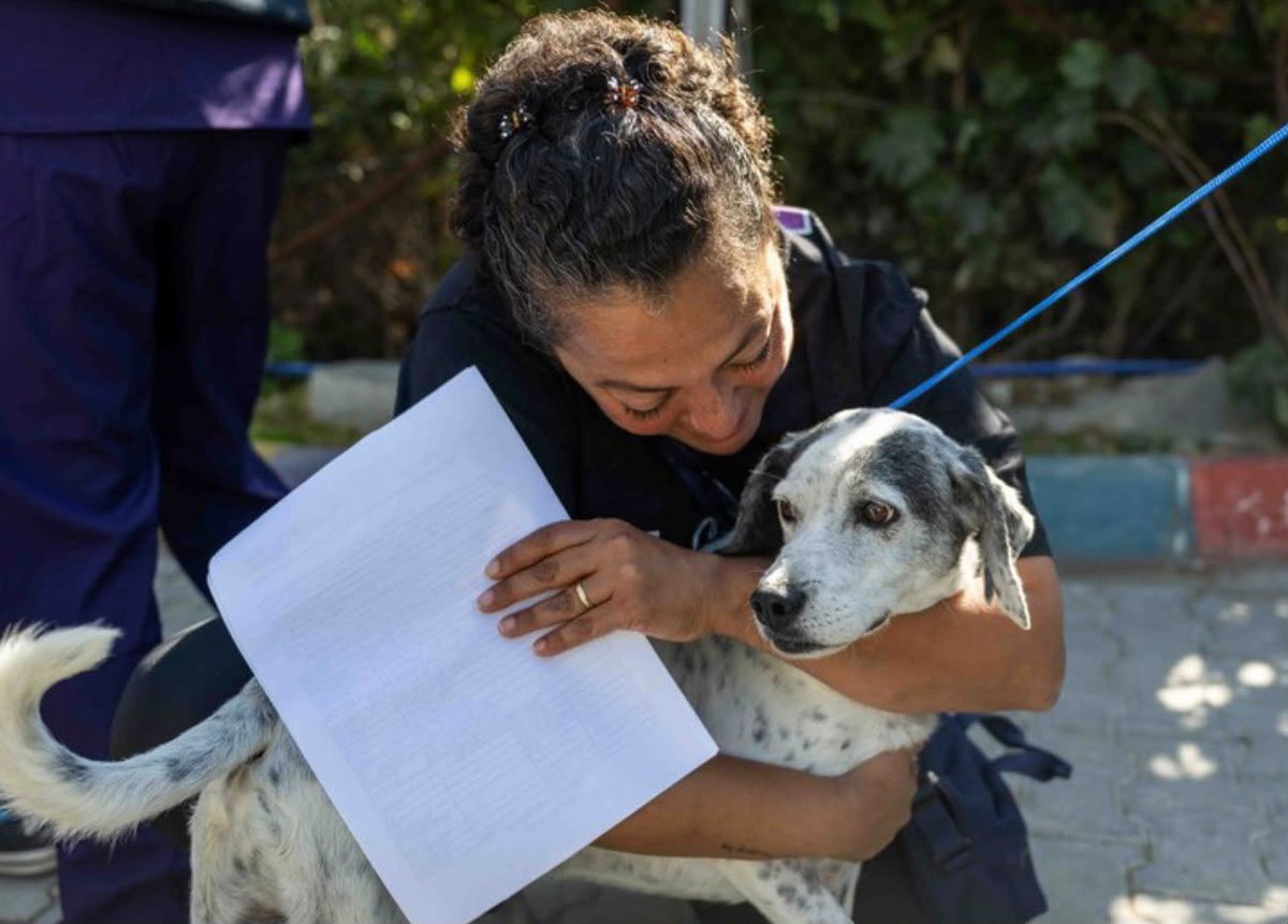 izmirinnabzi's tweet photo. Ege Üniversitesi’ndeki 83 köpekten sevindiren haber! 51’i yeni yuvasına kavuştu