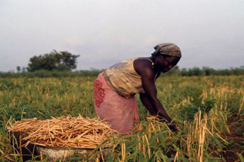marc_togb's tweet photo. Alors que la production céréalière du #Togo devrait atteindre près de 1,96 million de tonnes, l’#ANSAT prévoit d’acheter environ 13 000 tonnes de céréales pour 2,6 milliards de F pour renforcer les stocks de #SécuritéAlimentaire et à soutenir les producteurs dans le commerce. https://t.co/rXMoh1T7oa