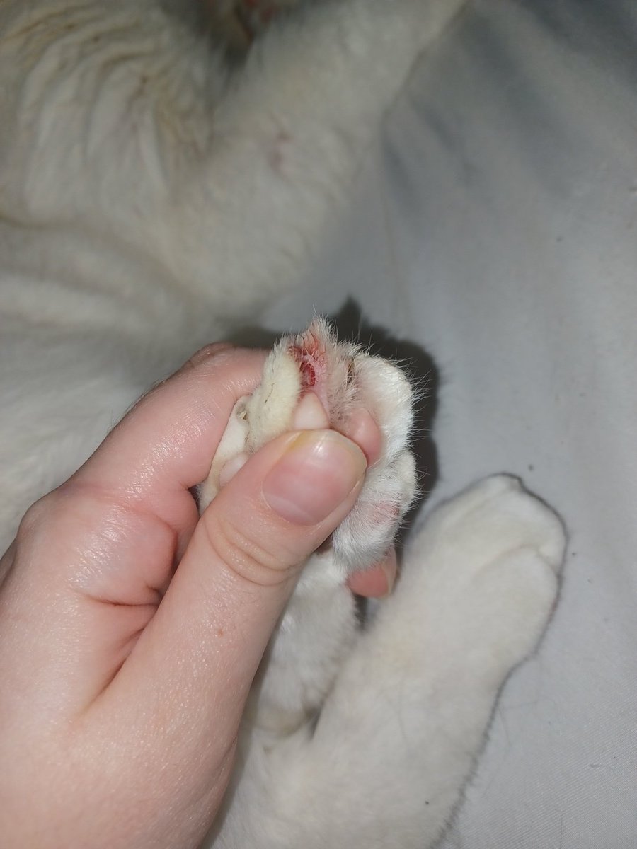 DanteAlexei_UvU's tweet photo. Necesito dinero aaaguhhh denme chamba, please comisionenme, con solo un encargo podría solucionar sin tanto estres llevar a mi gato al veterinario...OTRA VEZ llevo un mes en esto pq no se le deja de abrir la herida AAAAAAA https://t.co/UfScCQSPCw