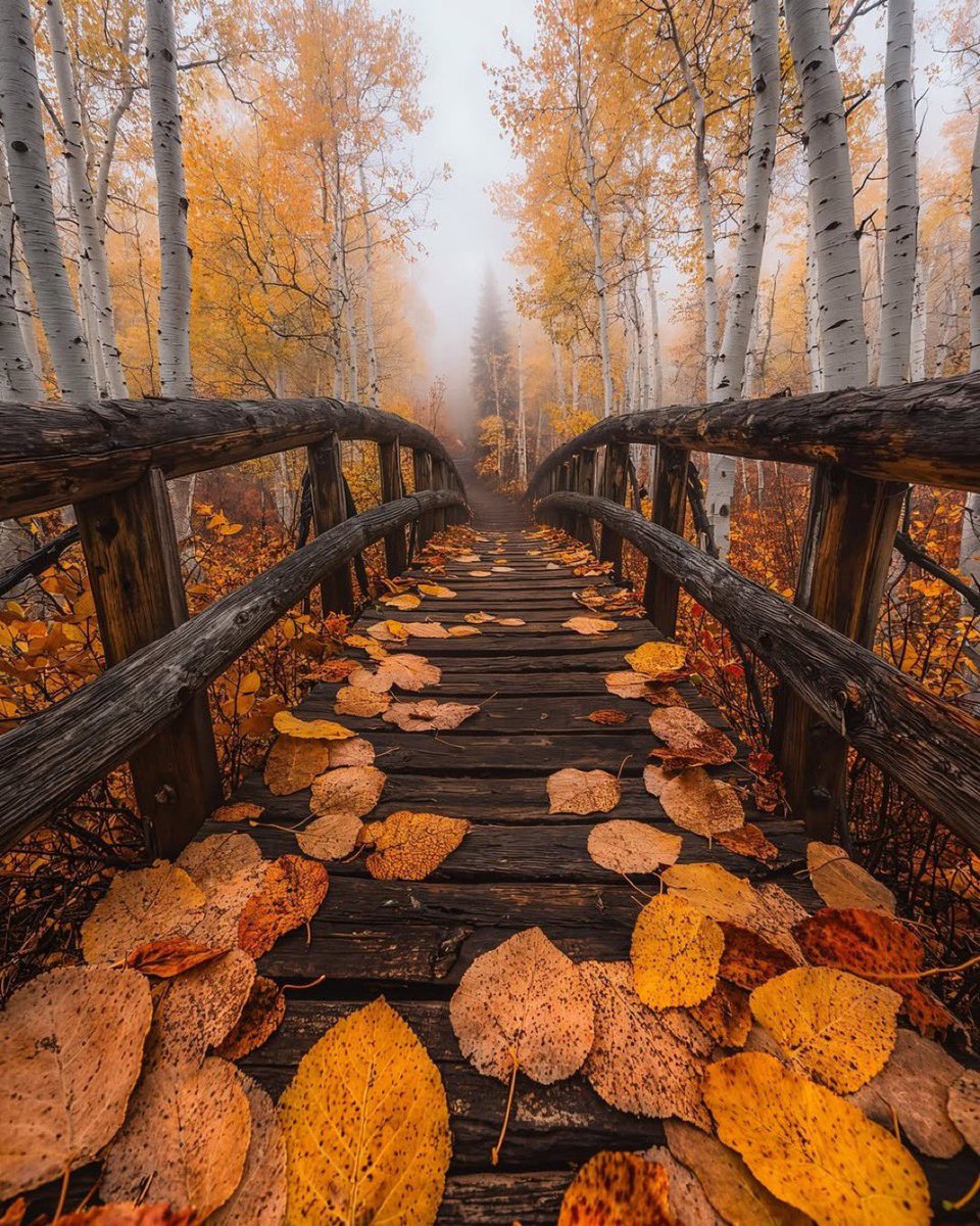 JeanetteEliz's tweet photo. Hello Everyone! 🩷🧡🍂 Have a beautiful day 💞🌸💕 https://t.co/9KJvCm2jFV