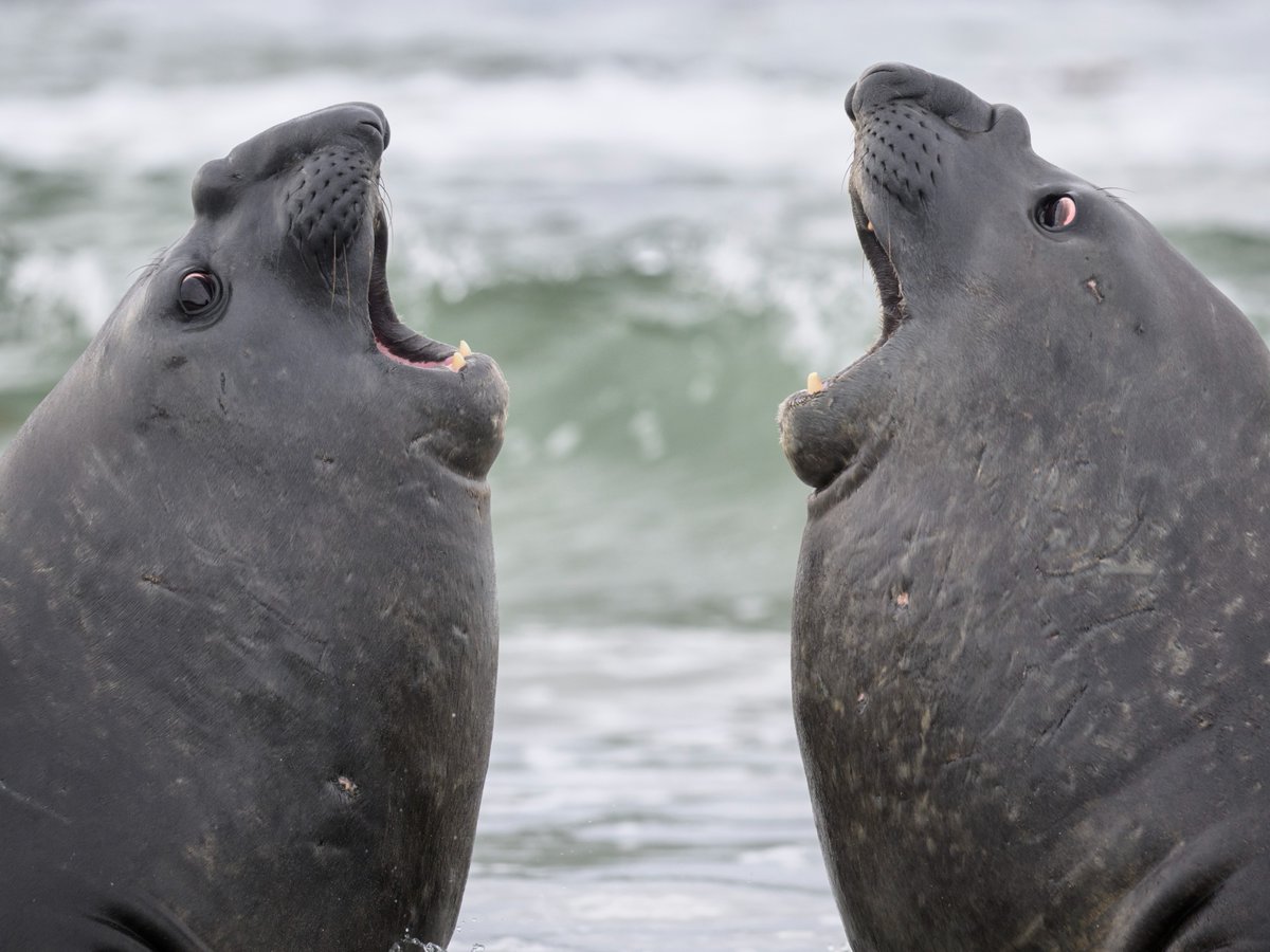 Discovery's tweet photo. When you soft launch getting food and your bestie starts the car 😆

📸: Vicki Jauron

#elephant #seal #island https://t.co/WYOwUCufHD