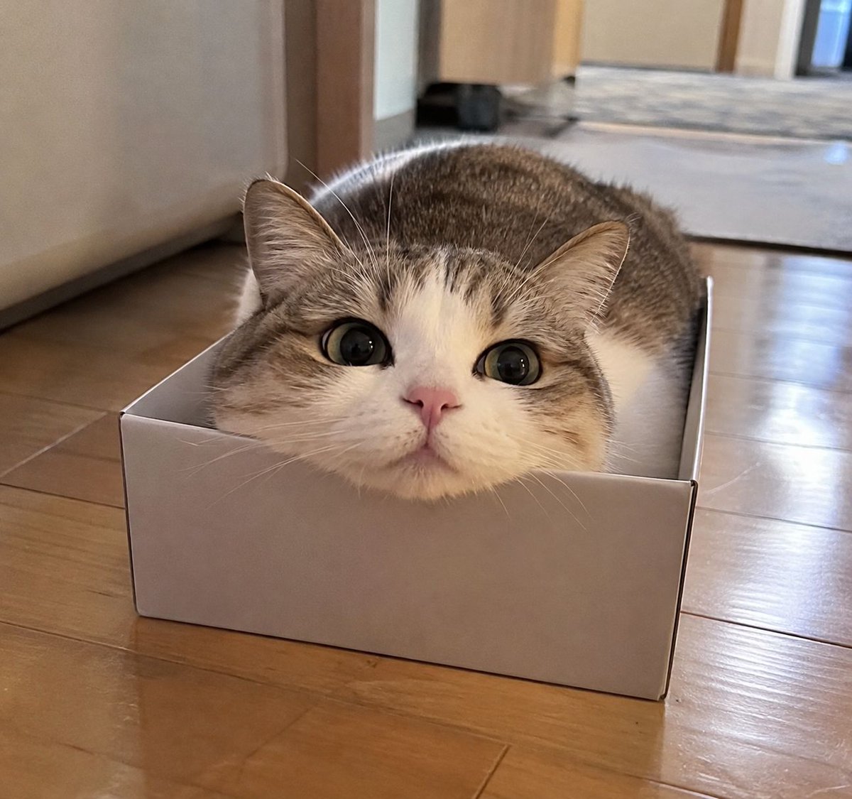 nyankorooow's tweet photo. 猫の物件探しを見守っていた。

最初はゆったりした段ボール。
次は少し小さな白い箱。
そして最終的に選んだのが、体がぎゅうぎゅうの透明ケース。

こんなに狭くて大丈夫かと思ったら、最後がいちばん幸せそう。

「住めば都」って、そこまでして住むものだったっけ。 https://t.co/BaHQEpAAH7