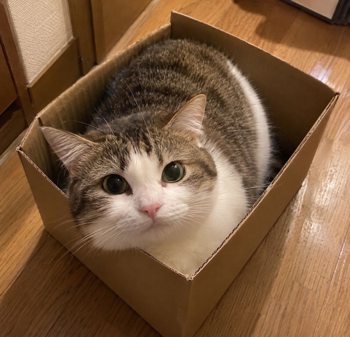 nyankorooow's tweet photo. 猫の物件探しを見守っていた。

最初はゆったりした段ボール。
次は少し小さな白い箱。
そして最終的に選んだのが、体がぎゅうぎゅうの透明ケース。

こんなに狭くて大丈夫かと思ったら、最後がいちばん幸せそう。

「住めば都」って、そこまでして住むものだったっけ。 https://t.co/BaHQEpAAH7