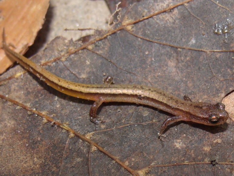herpsoftoday's tweet photo. herp of the day 37: Chamberlain’s dwarf salamander
(eurycea chamberlaini)

> found in: North Carolina and South Carolina, US
> habitat: forests, streams, marshes, and seeps
> eats: small invertebrates 
> status: least concern

photo by John G Phillips

📸: https://t.co/hJZ2bAw29m https://t.co/rgXQLYfaSp