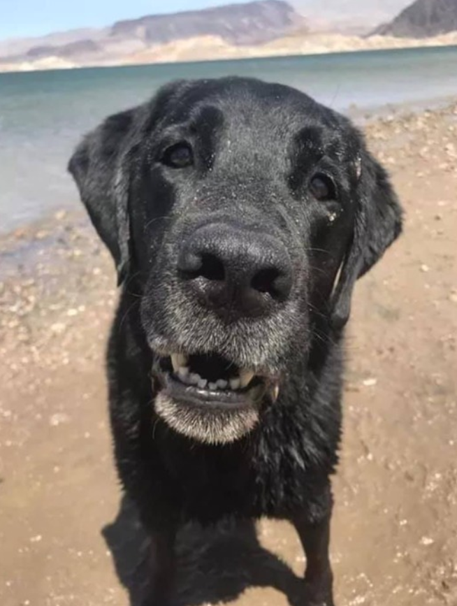Kathy27Kk's tweet photo. Can we get some love for a senior dog?❤️ He's the goodest boy. https://t.co/GQ6xMplVD5