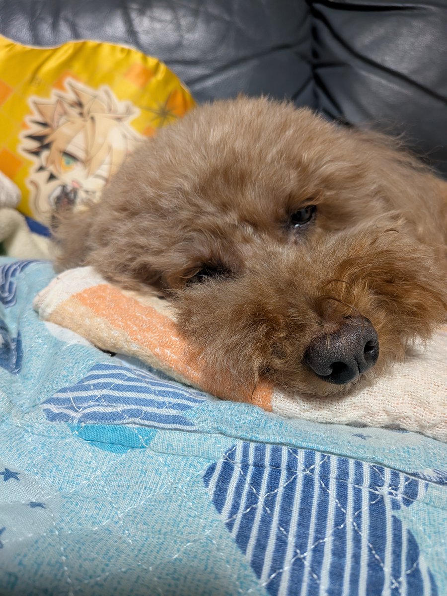 tudumi_m's tweet photo. トーマとお眠のおニコ(  ¯꒳​¯ )ᐝ https://t.co/33H2DtVN7i