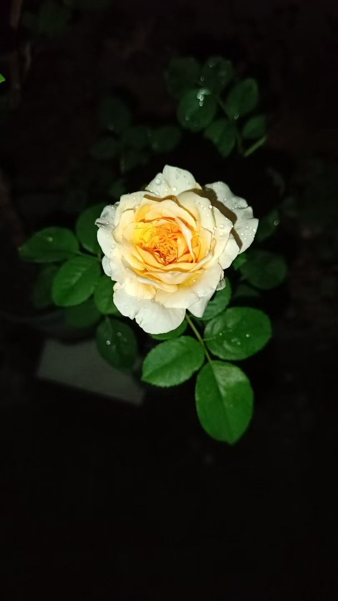 ColdWaterDai's tweet photo. This  is my 花花 https://t.co/YpBxfWij9v