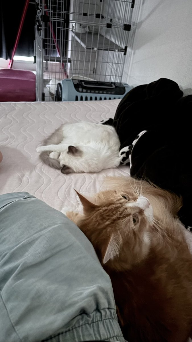rinya2525's tweet photo. 1人と2匹でベッドでスヤスヤ😴
#猫のいる暮らし https://t.co/2BFeXhNGnP