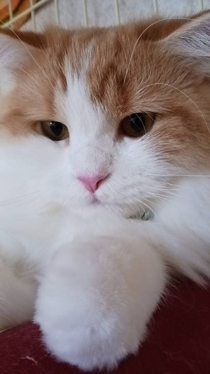 PurinToma1985's tweet photo. 「だから僕わぁ〜高貴な猫なんだヨ😏」

へへぇ〜お猫様🐈🙇 https://t.co/FnTLM4UuJu