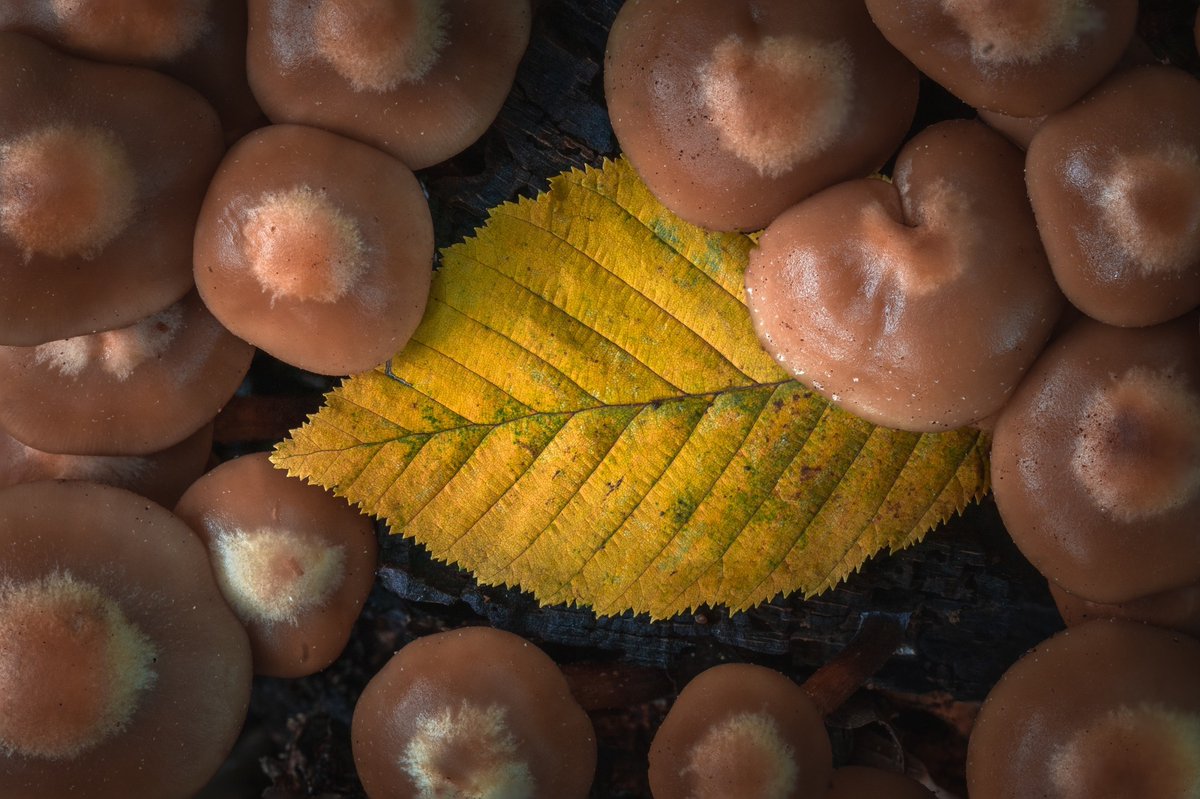 albertdrosphoto's tweet photo. Tiny things in the autumn forests. https://t.co/YjyVqHLxop