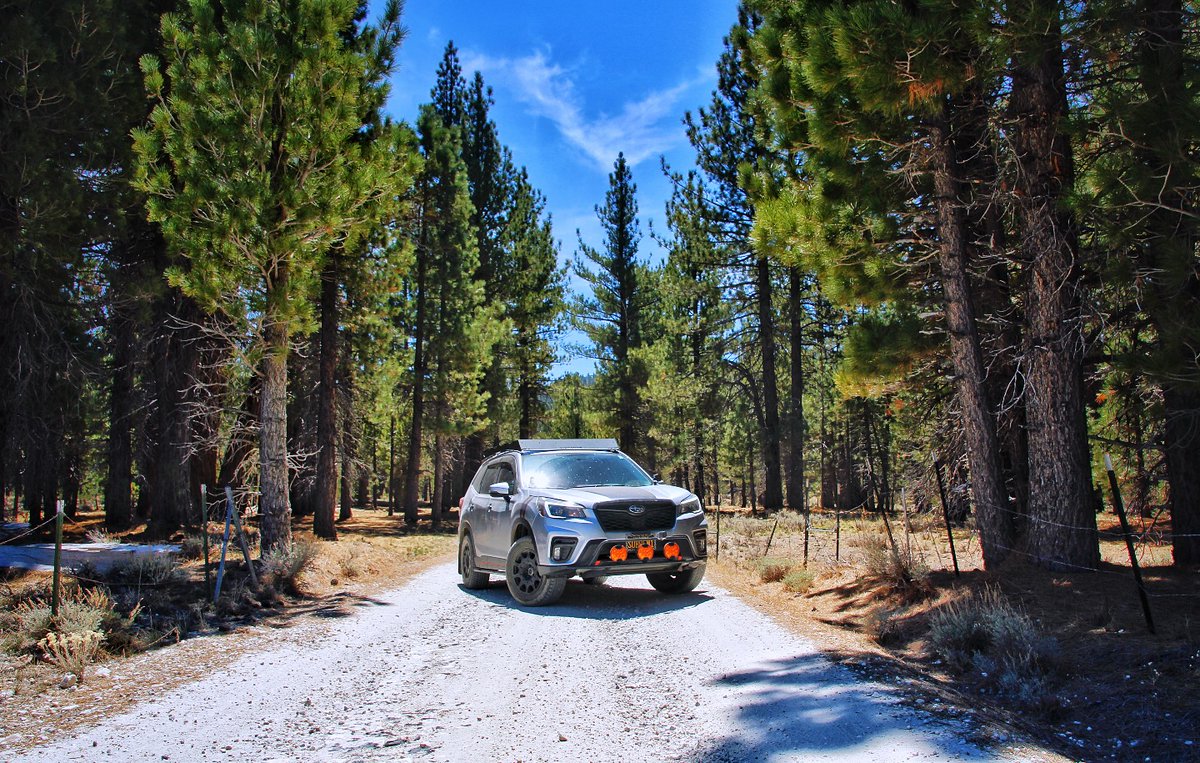 GunneJKMarksVYF's tweet photo. Between the pines, beyond the pavement, something quieter begins. https://t.co/dHrSAPCPmh