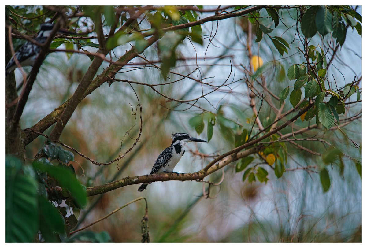 bryanodong's tweet photo. Had a lovely day looking for birds at Mabamba swamp. A few of the photos I took. https://t.co/DfwNcMokHh