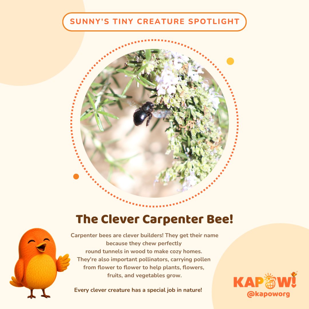 KapowOrg's tweet photo. π¦π BUZZ! BUZZ! MAKE ROOM FOR THE BUILDER! π¨π‘
Meet the Clever Carpenter Bee! These talented little builders create nesting tunnels in wood and help flowers bloom through pollination! πΈπΏ
Tiny wings. BIG building talents! π§‘
#BeKAPOW #KAPOW #TinyCreatureSpotlight https://t.co/rl4vVqjlZA