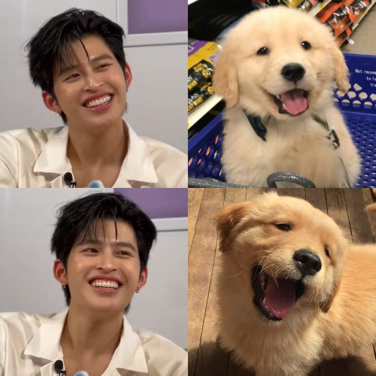 bluebluebuu's tweet photo. โกลเด้นตุวนี้อารมณ์ดีมากเลย 🫳🏻🐶 https://t.co/mVxsbWjBjB