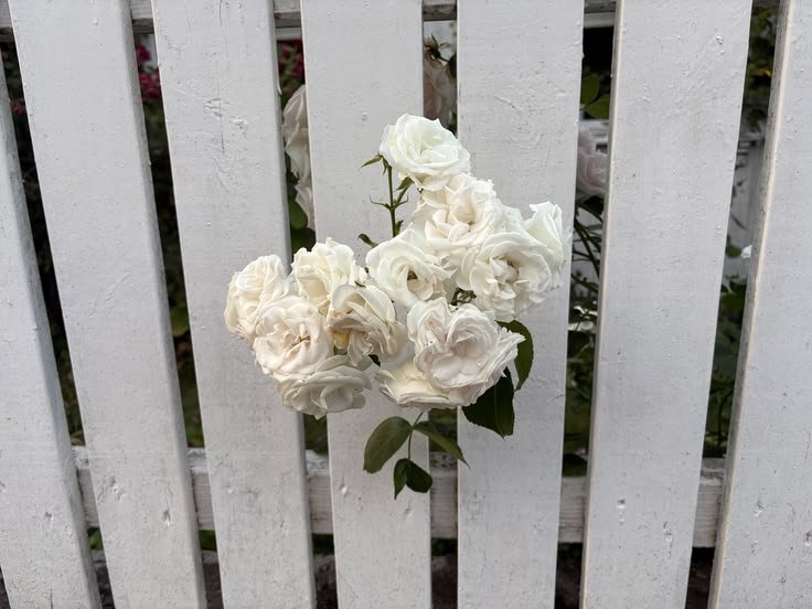 floralapine's tweet photo. https://t.co/HGx74bveBg