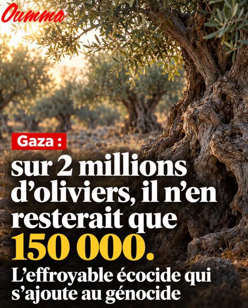 JRenardiere's tweet photo. Gaza : sur 2 millions d'oliviers, il n'en reste que 150 000 ! https://t.co/clADRFt4VI