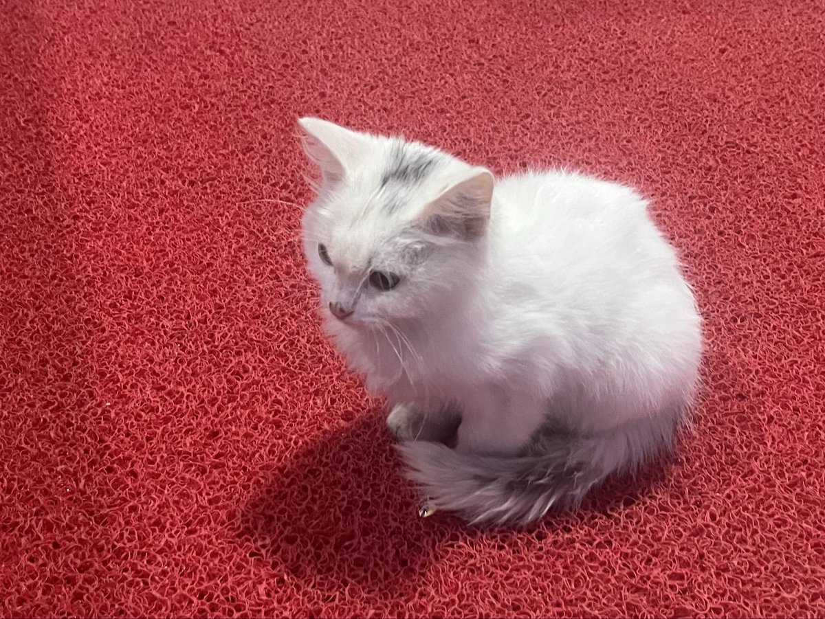 estoressaa's tweet photo. Aşk kedisini görmezden gelene  89 yıl  kötü şans😻 https://t.co/zwpCnwhBTT
