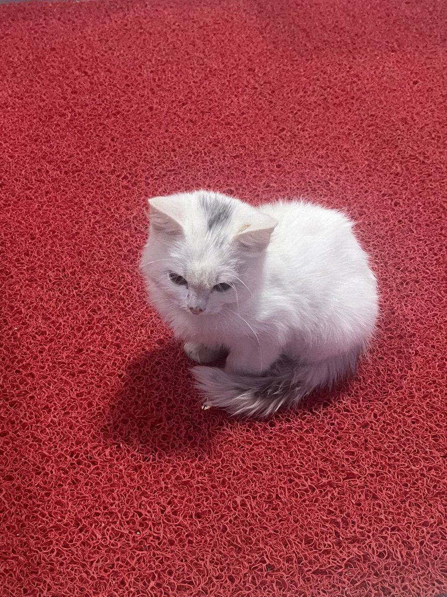 estoressaa's tweet photo. Aşk kedisini görmezden gelene  89 yıl  kötü şans😻 https://t.co/zwpCnwhBTT
