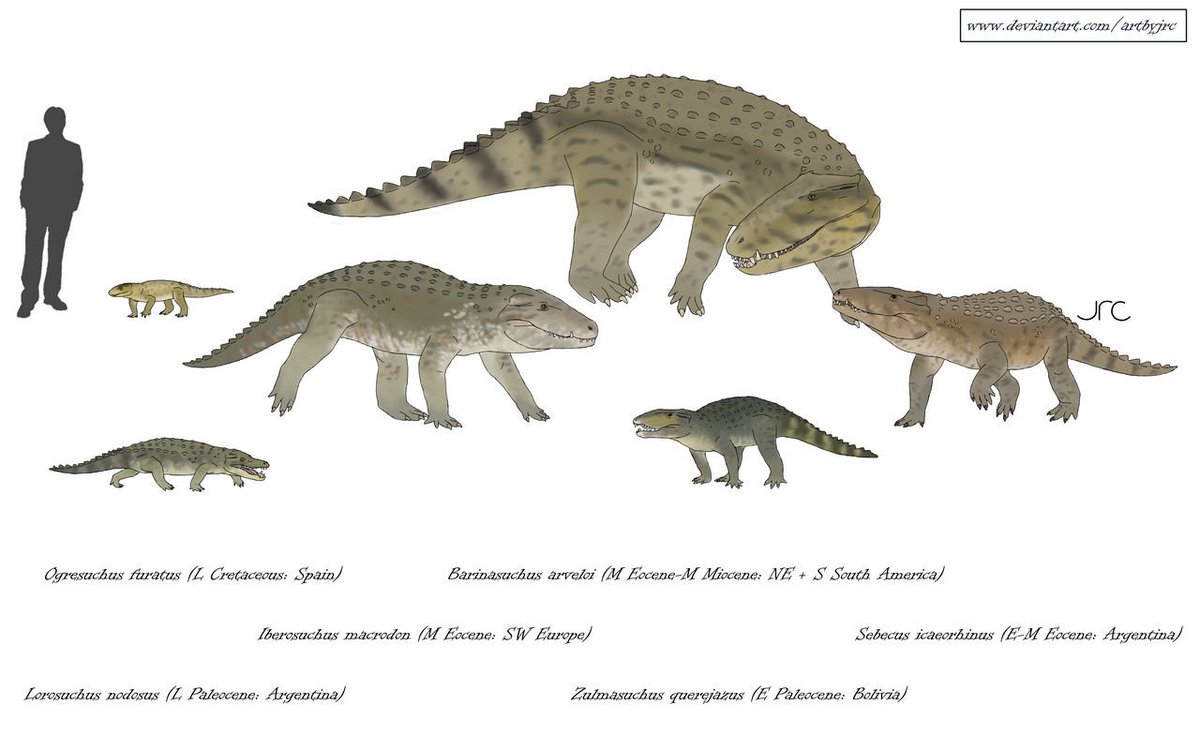 Coolio_Art's tweet photo. How the fuck were sebecids cenozoic animals https://t.co/EWhgPjsksJ