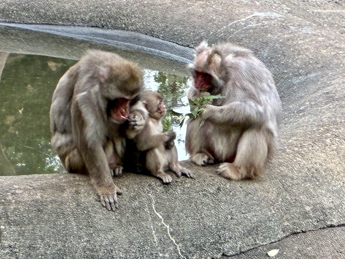 usaginoehon's tweet photo. #ニホンザル🐒

安心しきっている
赤ちゃんザルが、可愛いです✨🐵

多摩動物公園　2026・10・20 https://t.co/eu4iEsT2pj