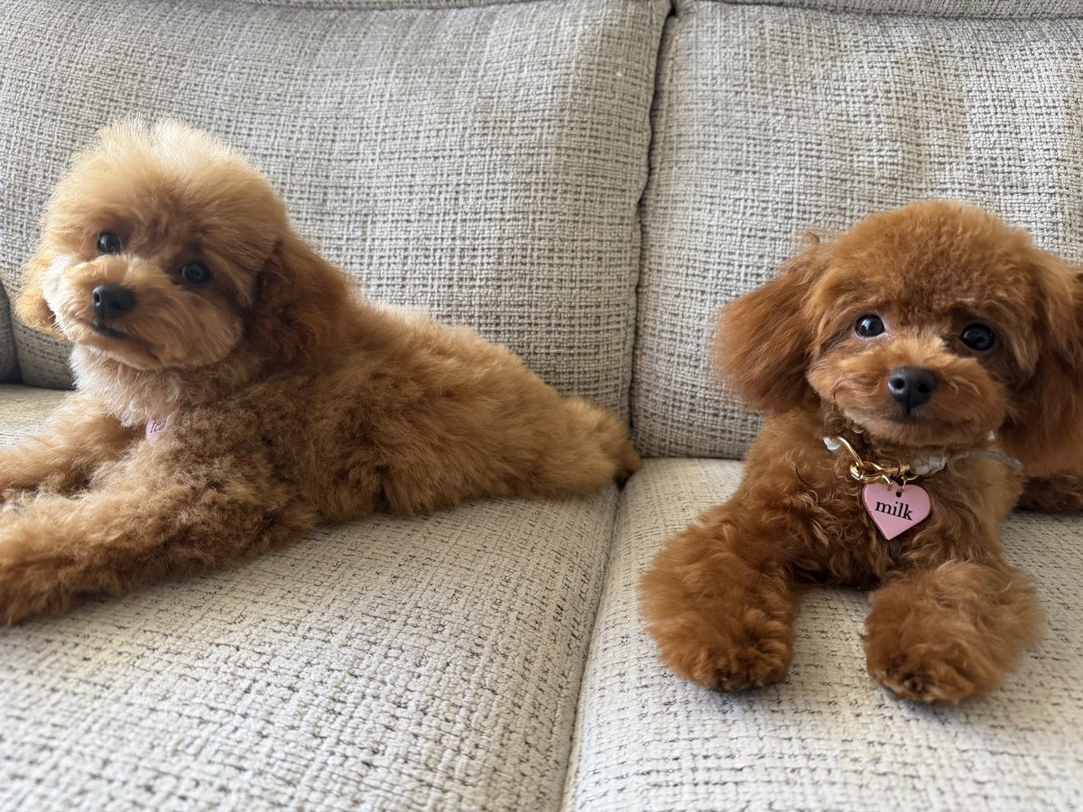 arisa_u1124's tweet photo. 初のトリミング。
うちの子、かわいい🐶🐶 https://t.co/DfTzqIWBLr