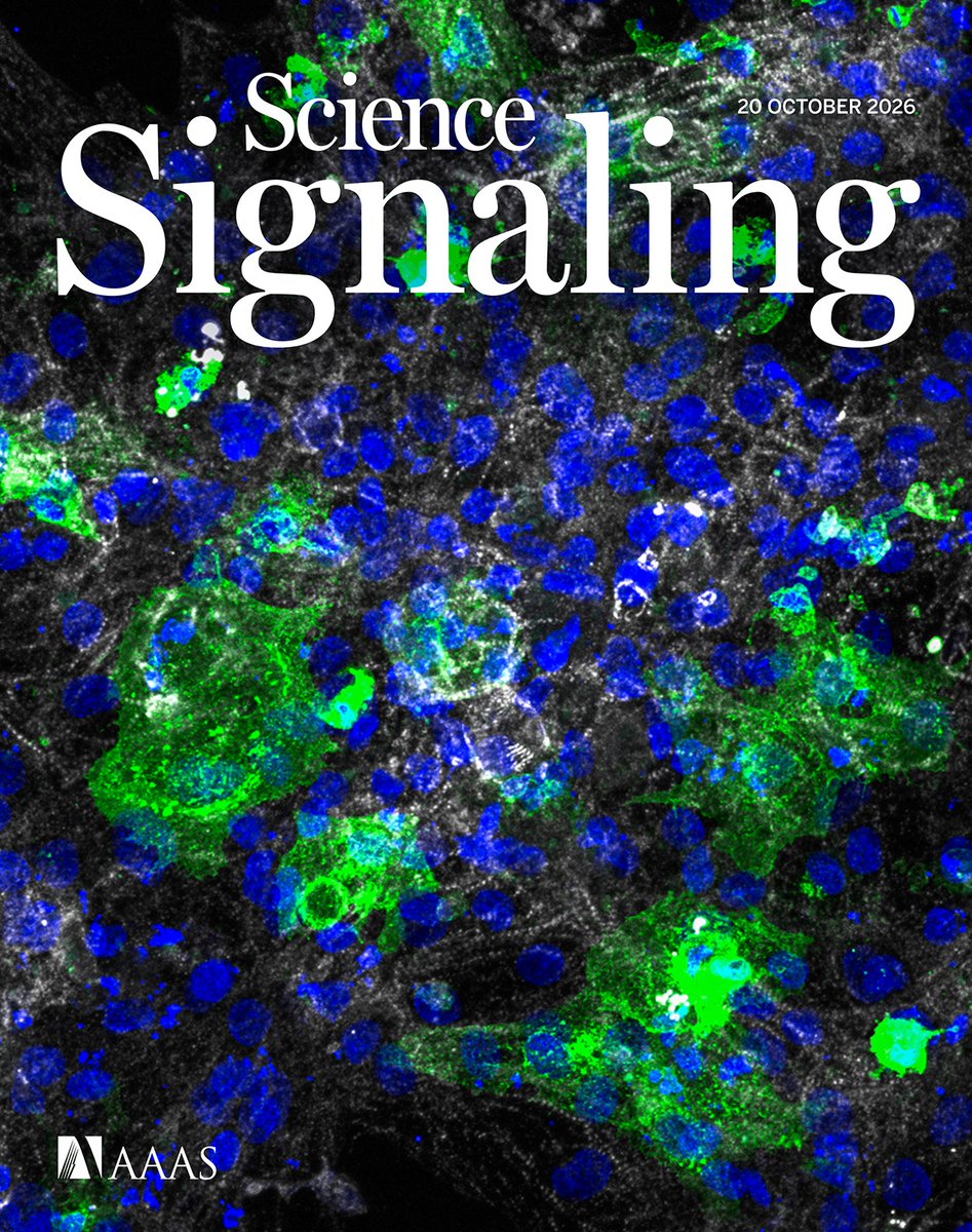 scisignal's tweet photo. Scientists uncover a surprising connection between the brain’s maze of blood vessels and fine motor control in the cerebellum, new tools provide scientists with an optogenetic means to control G protein signaling, and more this week in #ScienceSignaling. https://t.co/SYeJY5yMdH https://t.co/Xykv1qR6Ca