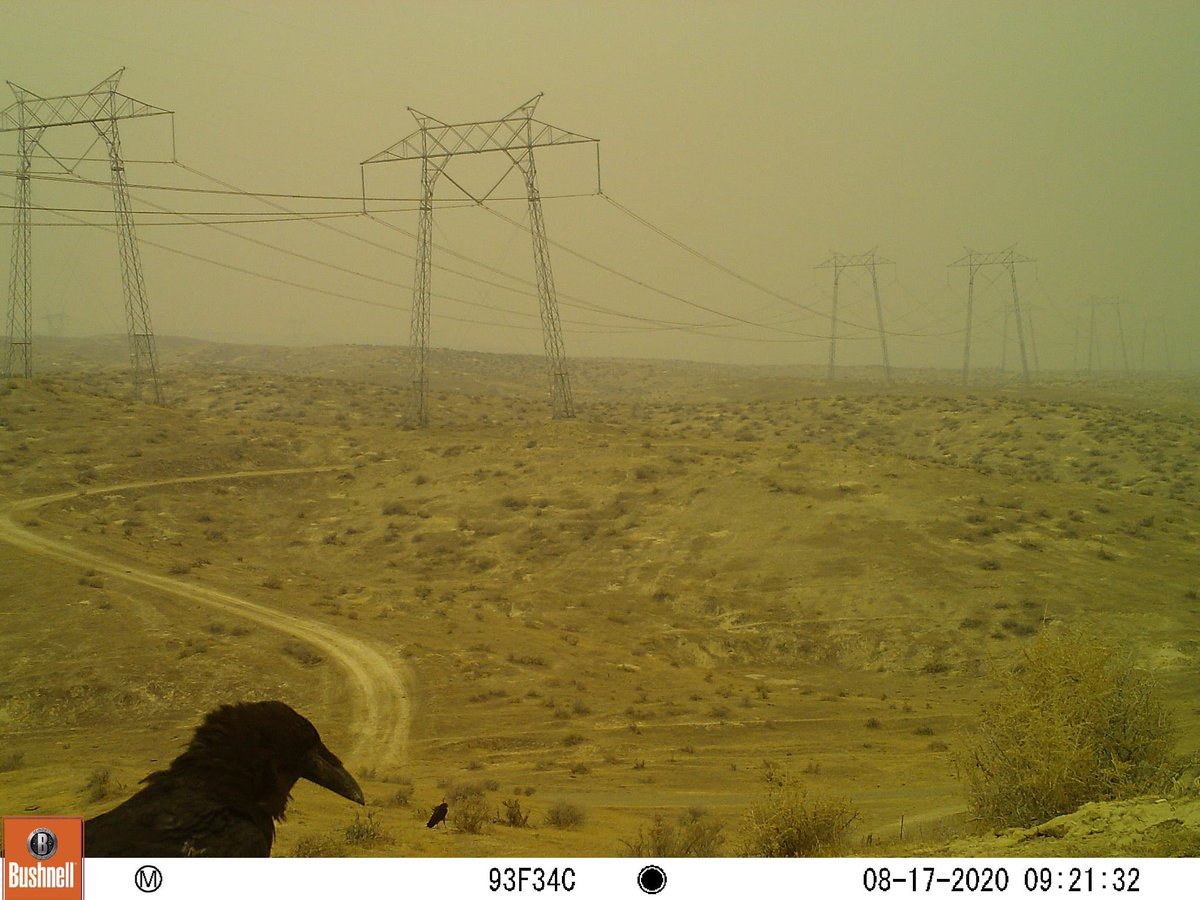 Trail_Cams's tweet photo. https://t.co/3yl4CXd2Ic