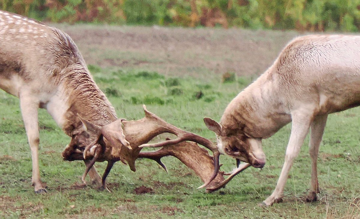 TimTim292's tweet photo. Fallow deer Powderham Castle in full rut! @powderhamcastle https://t.co/0nCo3I8xhI