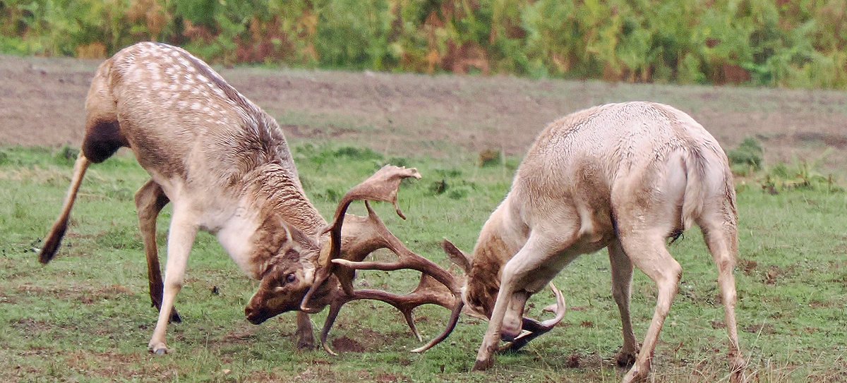 TimTim292's tweet photo. Fallow deer Powderham Castle in full rut! @powderhamcastle https://t.co/0nCo3I8xhI