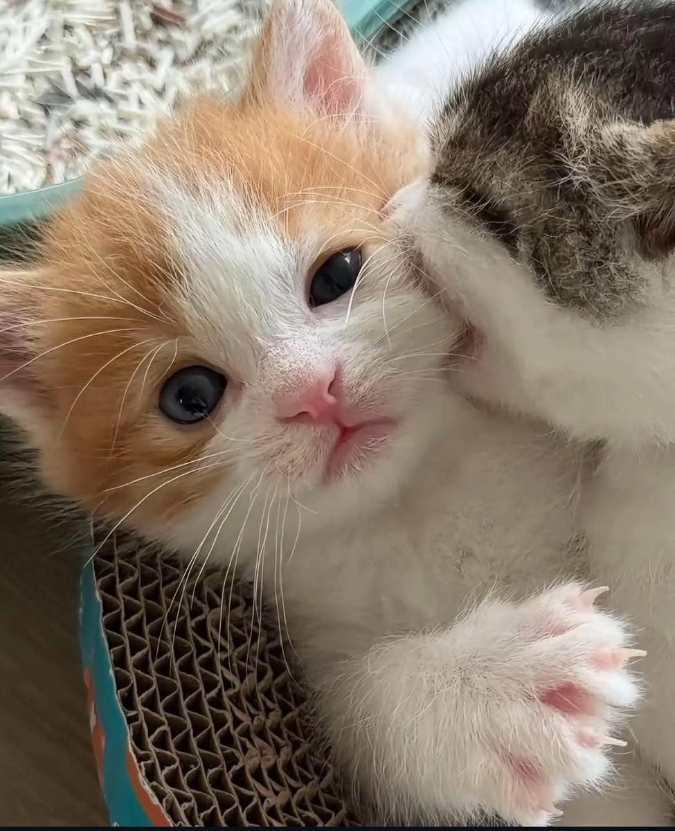 catslovings1 tweet picture