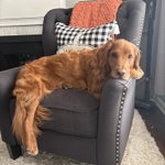 Photo by Cooper Jack & Biggie Smalls (@MiniRetrie27785)