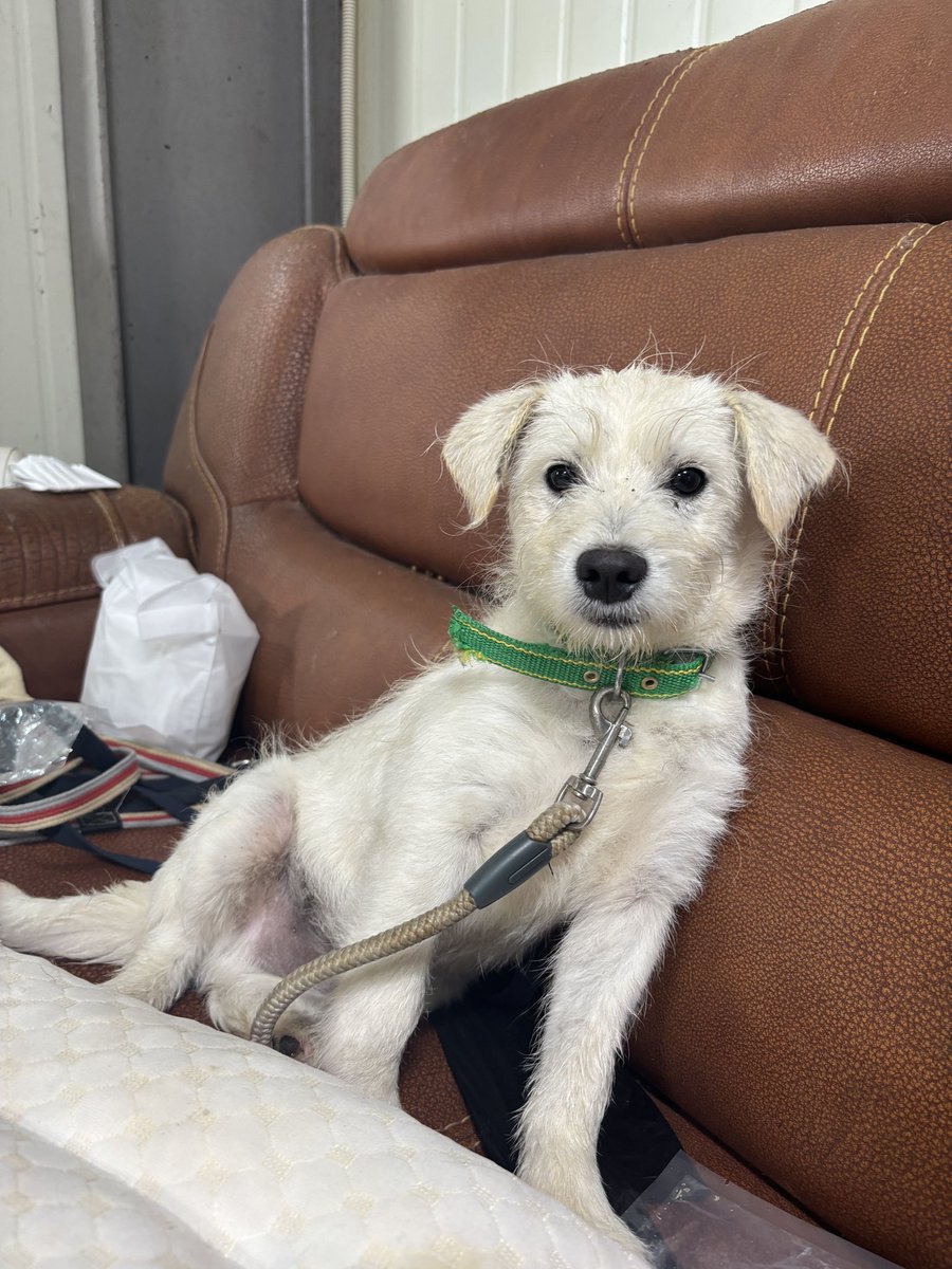 busananimal_'s tweet photo. 아직 공고 올라오기 전입니다 올라오면 찾아서 올려드릴게요! 
이름 백현이에요!!! 입덕 몰이 강아지입니돠….
다른 봉사자분께서 말씀 하시길 아직 이빨도 이제 유치가 난다고 하시더라구요! 
보슬보슬 기여운 강아지!!! 애교 너무 많고 다른 강아지 / 고양이와도 합사 문제 없습니다! https://t.co/70JPbiOQVv