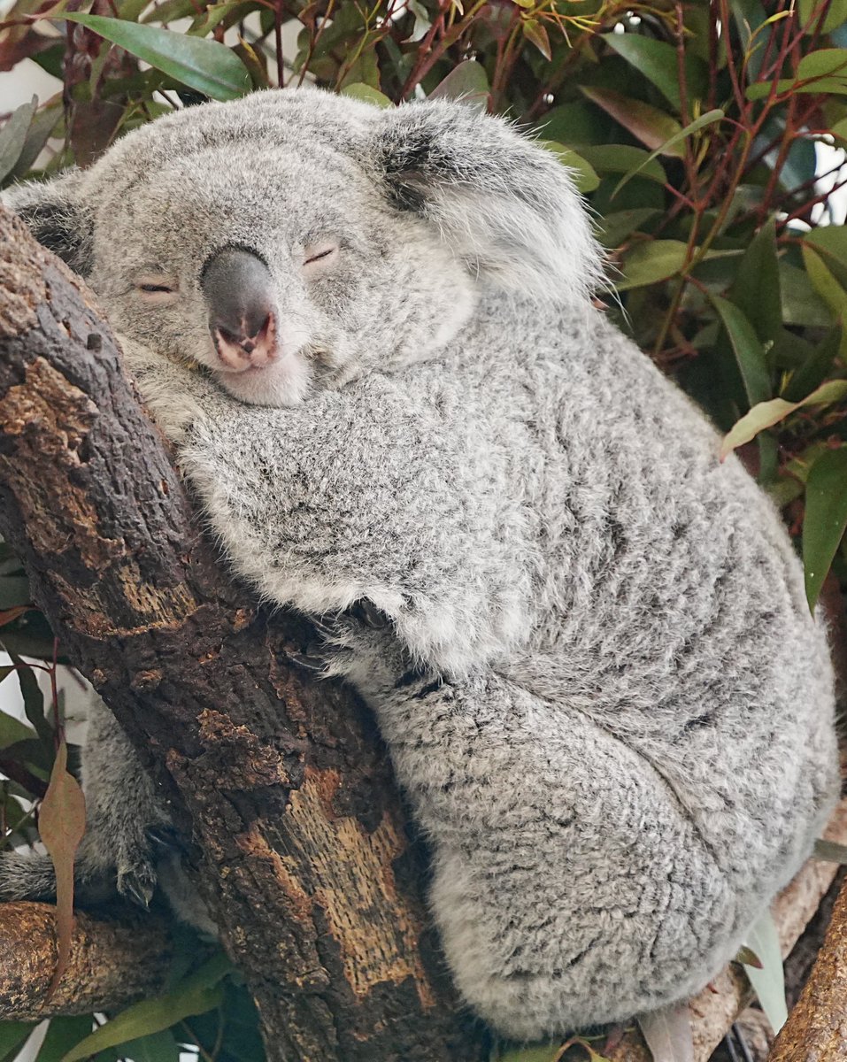 amekurokuro's tweet photo. 🍠 …💤…

#あずま 🐨 #多摩動物公園 https://t.co/WWETd5EjgS