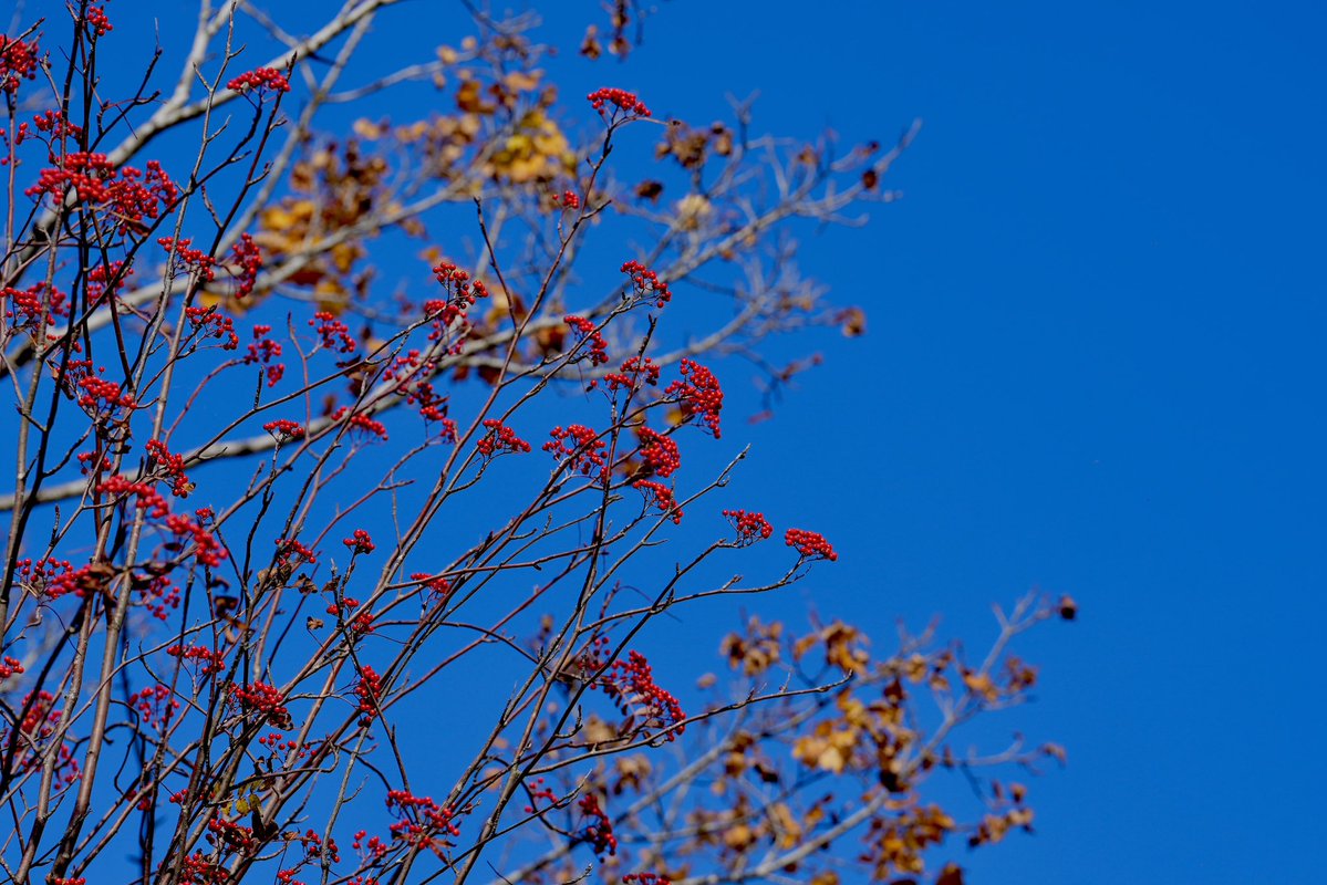 goemon_camera's tweet photo. 秋感じてきた。
#紅葉
#北海道
#支笏湖
#Sony
#SonyAlpha 
#α7CII
#これソニーで撮りました https://t.co/FSDpoTNzN8