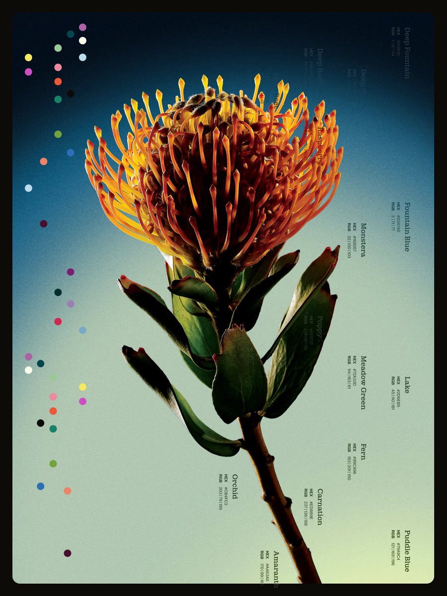 mikesmith187's tweet photo. 🌸 NEW WORK FOR THE PHS PHILADELPHIA FLOWER SHOW 🌸

Earlier this year Pennsylvania Horticultural Society (PHS) approached us to help come up with the identity and key visuals for their 2027 flower show. It was called ICONIC so we knew we wanted the flowers to feel monumental. We tapped local photographer Bre Furlong (https://t.co/X2TKjFNyg3) to shoot 18 beautifully unique florals in stunning detail. These beauties are gonna look incredible on banners and billboards all over Philadelphia this winter.