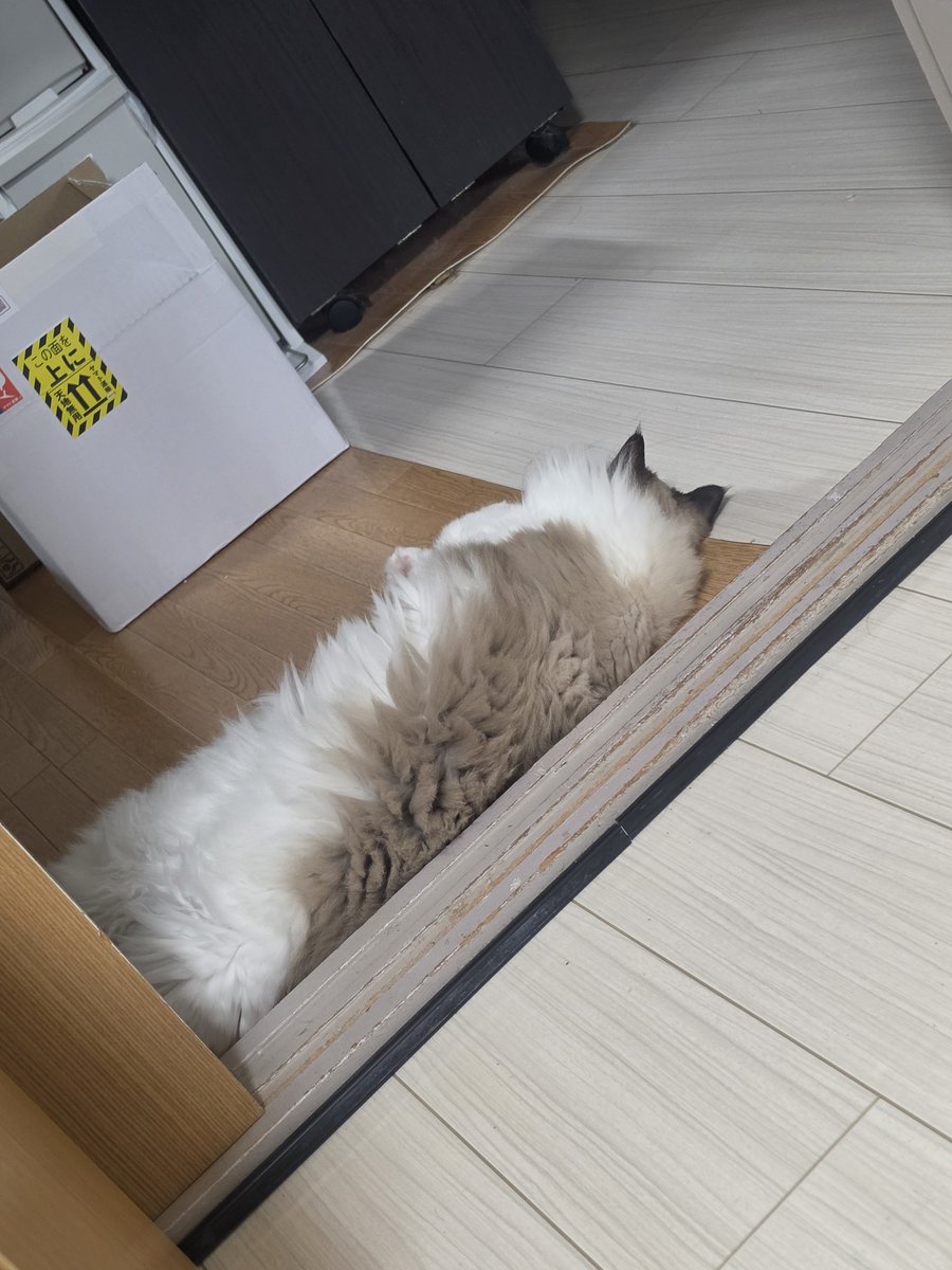 sakura_0211_cat's tweet photo. 今日の猫🐱
ふと見たら、リビングとキッチンの間で落ちてました🥰 https://t.co/dhbPfSGyKo