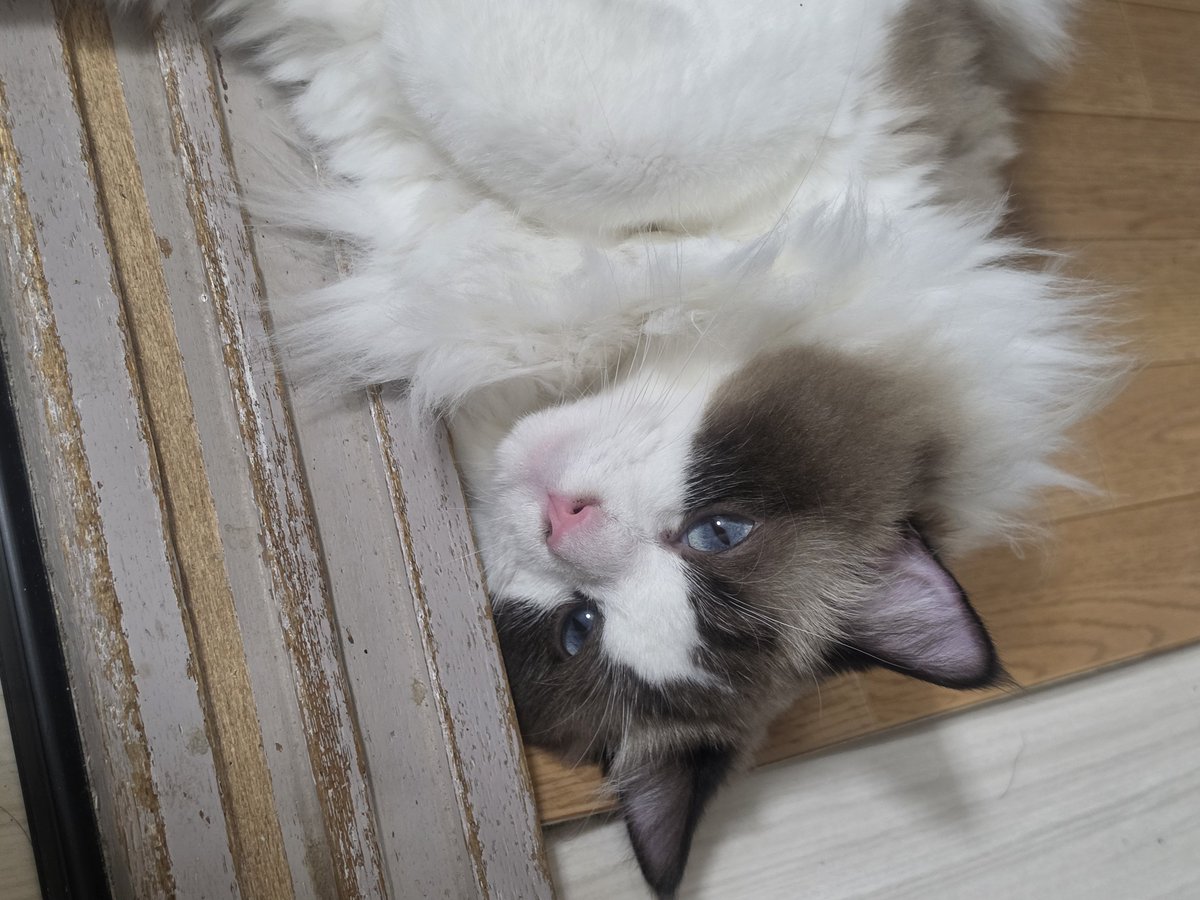 sakura_0211_cat's tweet photo. 今日の猫🐱
ふと見たら、リビングとキッチンの間で落ちてました🥰 https://t.co/dhbPfSGyKo