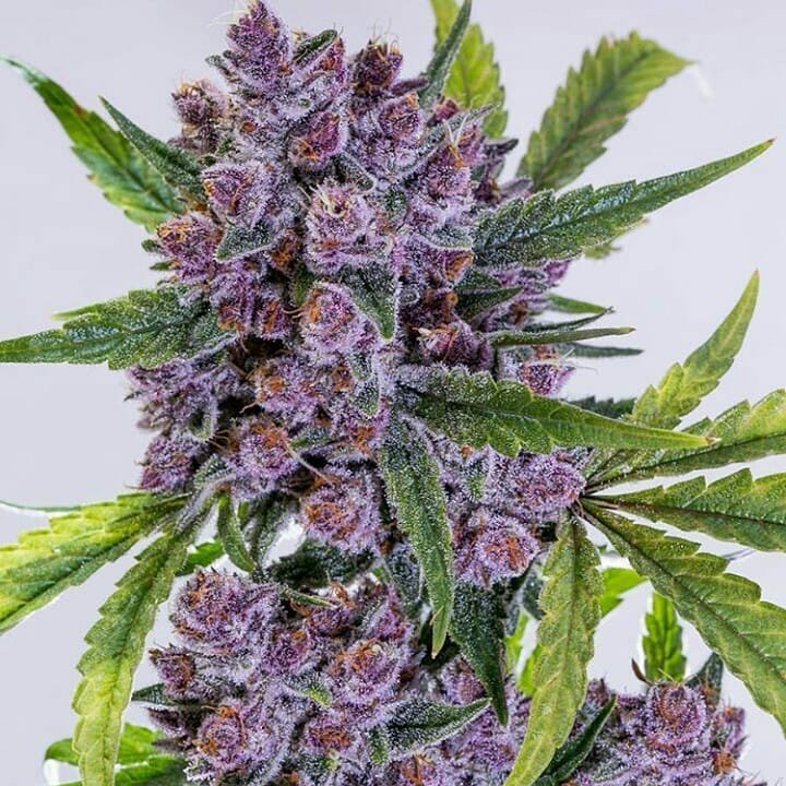 BlueJJGeneticss's tweet photo. Purple Gorilla https://t.co/diAOfeN0sW