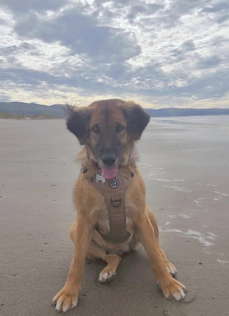 NiallHarbison's tweet photo. When I’m tired and feel beaten by a tough day seeing dogs suffer I open my phone for inspiration and look at old photos. 

Sienna when I found her this time last year alone on the streets of Thailand after a life of giving puppies.

Look at her now so fluffy and happy in Wales ❤️ https://t.co/NqjdZMfMku
