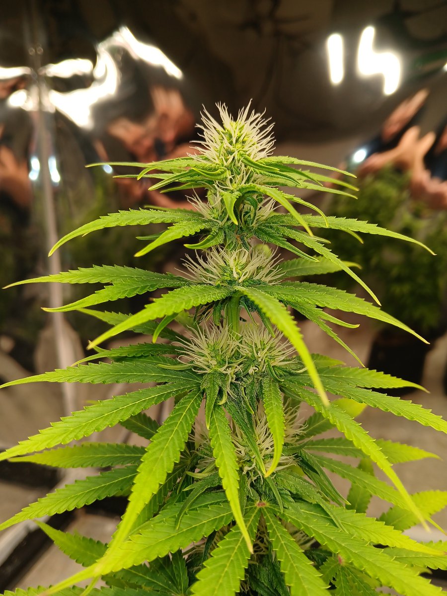 BlueJJGeneticss's tweet photo. Triangle Super Cheese 🧀 https://t.co/fyo1C9EXNT