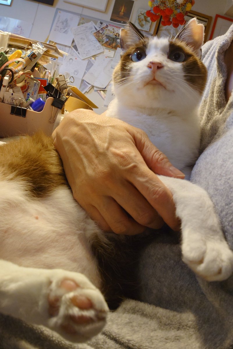 MichiruF's tweet photo. どうにも寂しくなってしまったらしく、まうまう鳴いてお膝に来たじっちゃん。かわいいねえ。
#N機関 https://t.co/8cVQyhLG0l