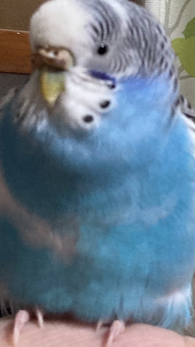 kinokosansan's tweet photo. ショーンは一緒にいる時の大半手に乗って過ごしてるので、もう手に鳥が生えた気持ちで生きてる。 https://t.co/IPwCOpSJZE