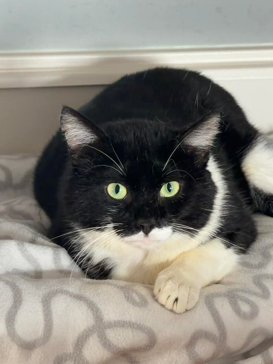 FreddieDeRoKa's tweet photo. Barend is helaas nog steeds niet geadopteerd....

Barend is gewoon Barend en doet alles graag op zijn eigen tempo.
Hij helpt ook graag met uw administratie. Handig, toch?

Interesse? Klik dan hier👇
https://t.co/PlxRY4mUw5

Delen = ook helpen ❤

#fivcatsneedhomestoo https://t.co/JZX6W5oClJ