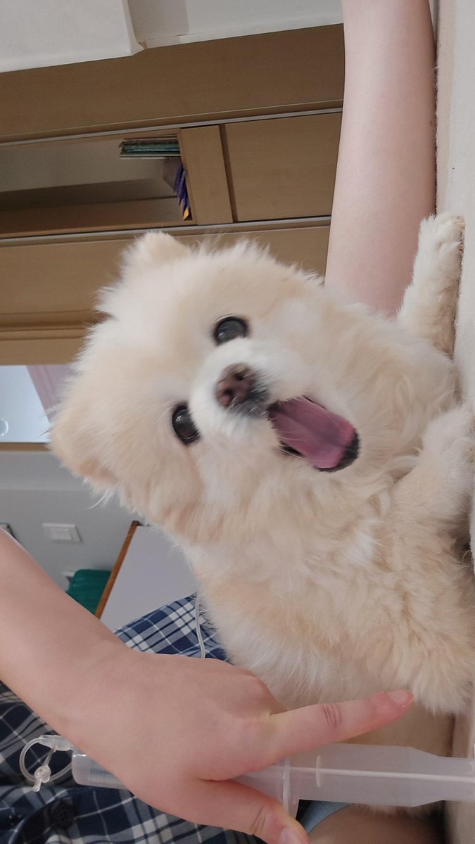 D_D6676's tweet photo. 내 개 보고가세요 https://t.co/bUHRaRZgA2