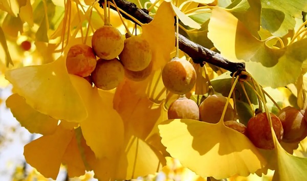 cornabou's tweet photo. «¿Racisme caducifoli?». Sobre la tala dels arbres “ginkgo” per la pudor dels seus fruits. Comentari d'actualitat de la sèrie «El cafetó», núm. 152, 20/10/2026. Andreu Sotorra. Escolteu el pòdcast: https://t.co/p1eiba8drL o llegiu el text: https://t.co/Iq1iQdkfSf https://t.co/JNvtyCYHN9